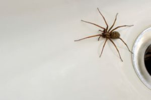 Melbourne Spiders Pest Removal